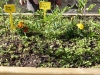 Un carré potager