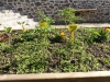 Des plants de légumes