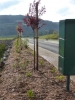 Un espace de verdure...
