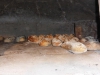 Les bonnes miches...