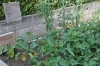 le potager du jardin...